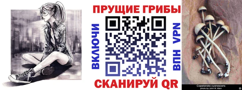Галлюциногенные грибы GOLDEN TEACHER  Купить где  Прохладный 